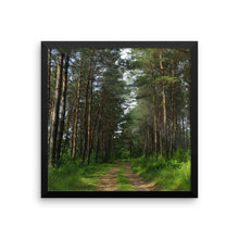 Drive in the pines woods