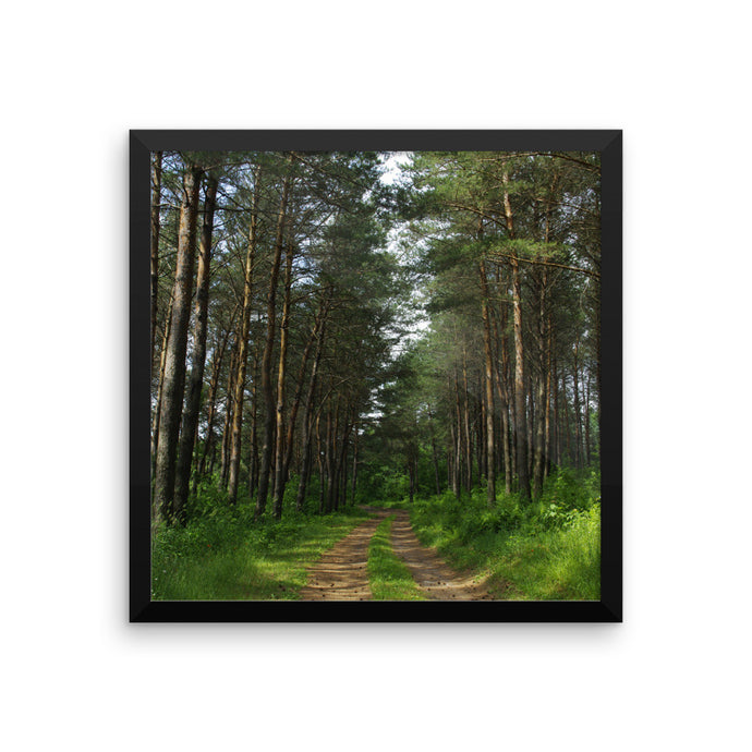 Drive in the pines woods