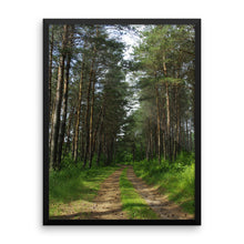 Drive in the pines woods