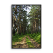 Drive in the pines woods