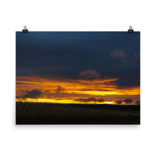 Corn Field at Sunset Photo
