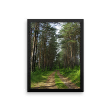 Drive in the pines woods