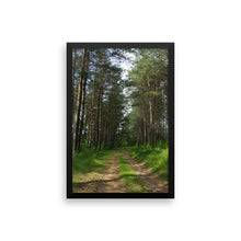 Drive in the pines woods
