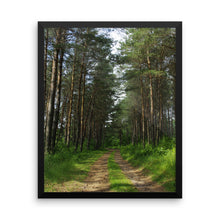Drive in the pines woods