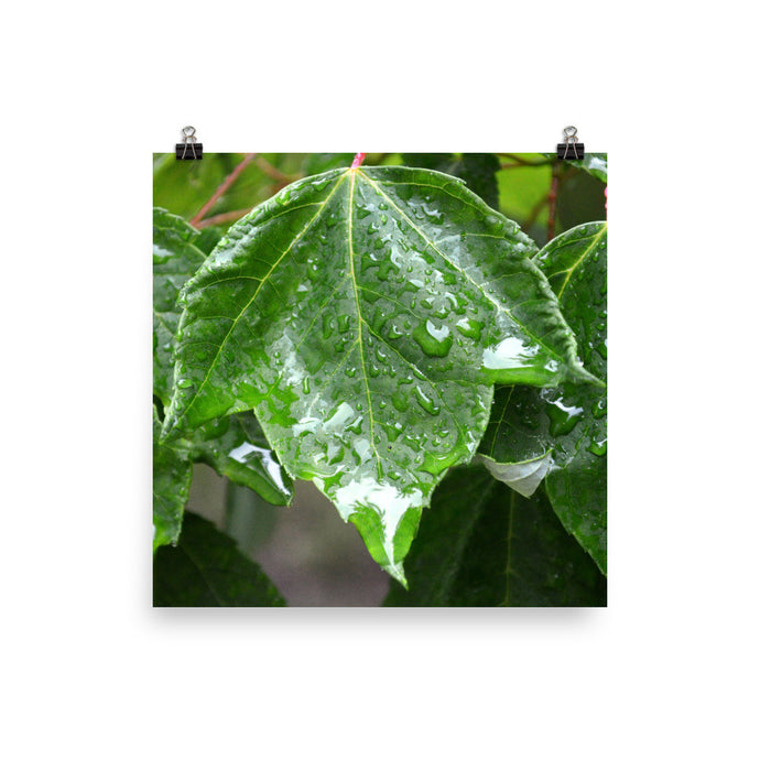 Maple Leaf in the rain Photo
