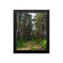 Drive in the pines woods